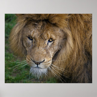 The King Print