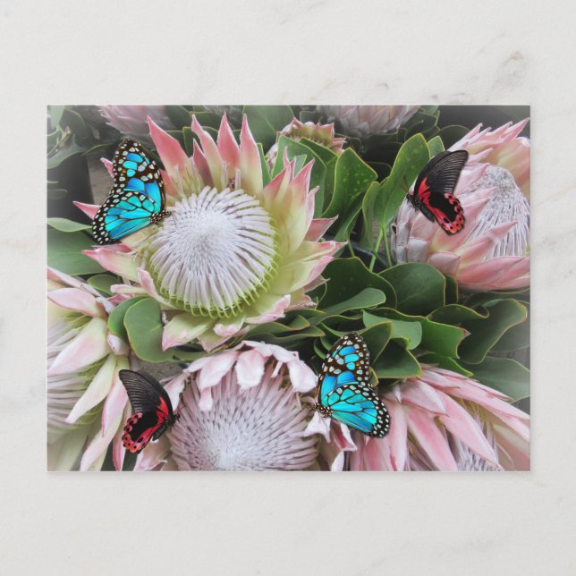 The King Protea Postcard (Front)