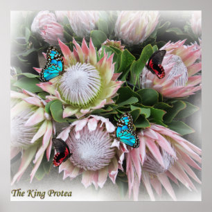 The King Protea Poster