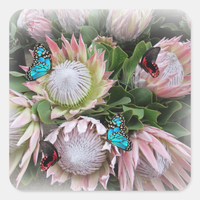 The King Protea Square Sticker (Front)