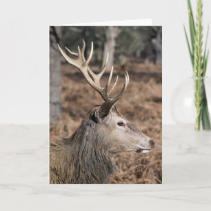 The King's Deer of Richmond Park, London, UK Card