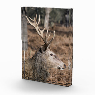 The King's Deer of Richmond Park, London, UK Photo Block