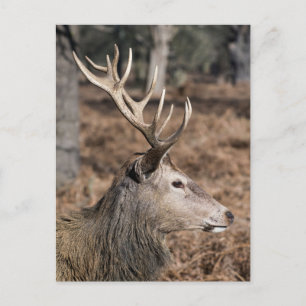 The King's Deer of Richmond Park, London, UK Postcard