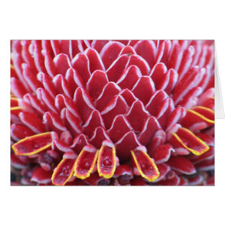 The Kings'  Torch Ginger