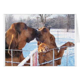 The Kiss - Bloodhound