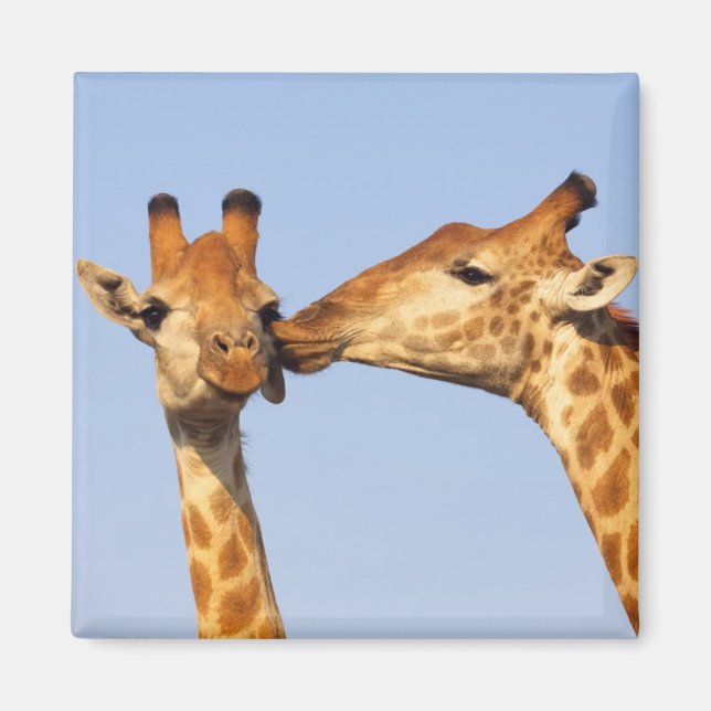 The Kiss Magnet (Front)