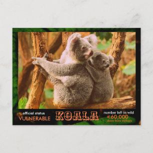 THE KOALA (Bear) is endangered, read this: - Postcard