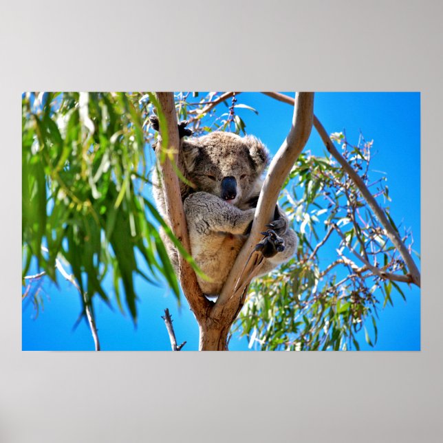 The Koala Bear Poster (Front)