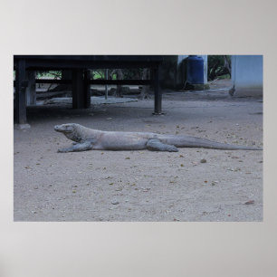 The Komodo Dragon Poster