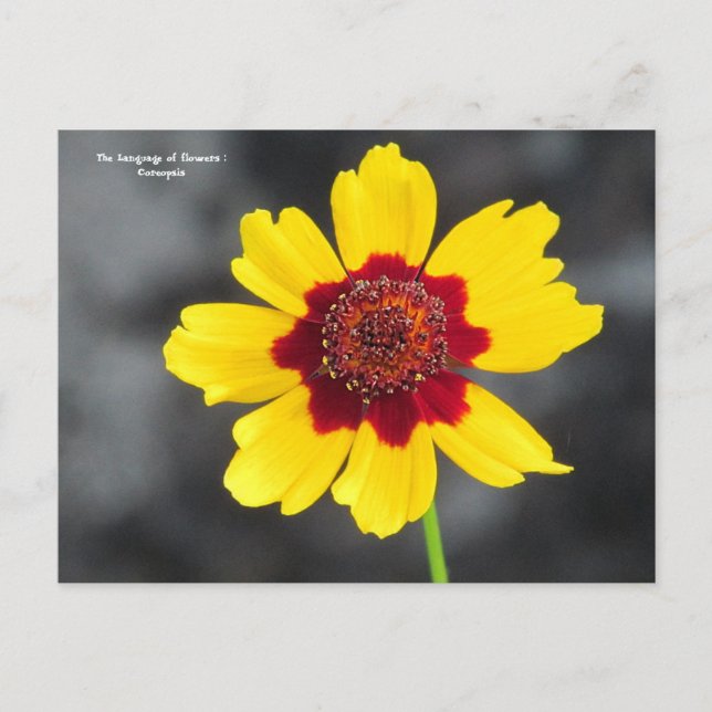 the language of flowers : Coreopsis  Postcard (Front)