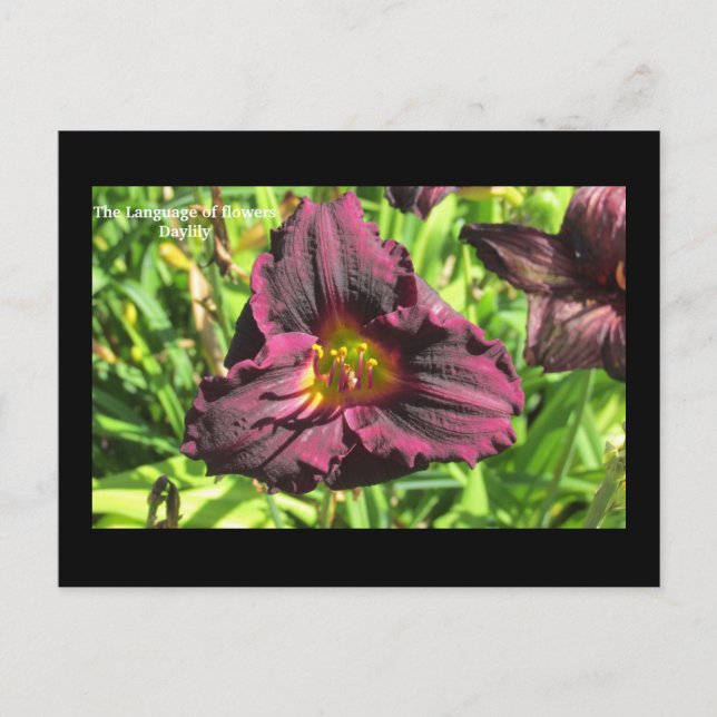 The language of flowers  Dark Day lily postcard (Front)