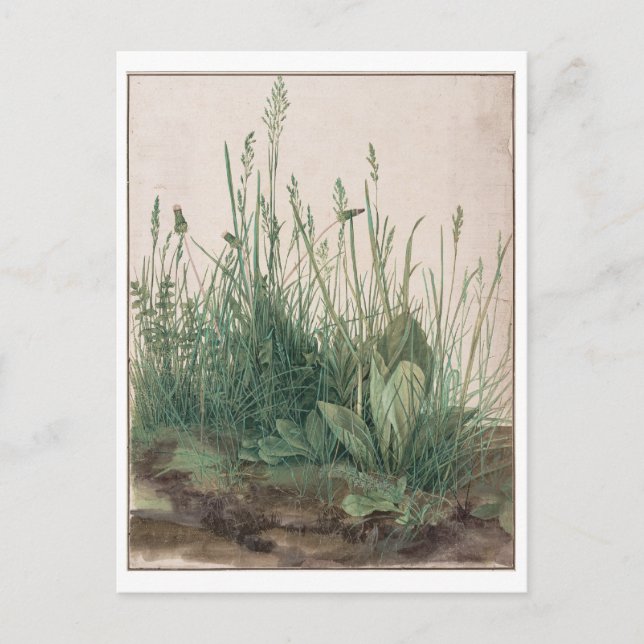 The Large Piece of Turf by Albrecht Durer Postcard (Front)