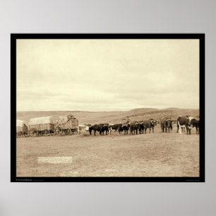 The Last Large Bull Train SD 1890 Poster