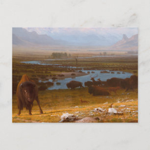 The Last of the Buffalo Postcard