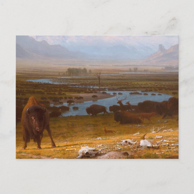 The Last of the Buffalo Postcard (Front)
