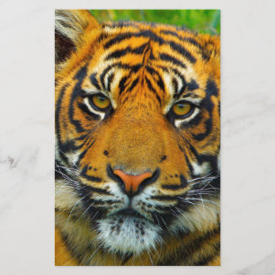 The Last TIger Stationery