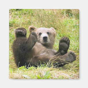 The Lazy Brown Bear Magnet