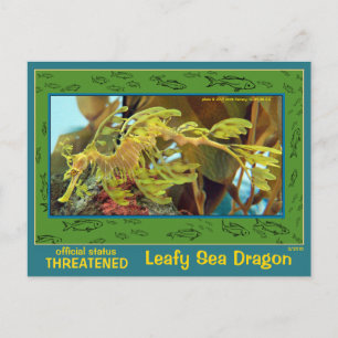 The Leafy Sea Dragon is endangered - Postcard