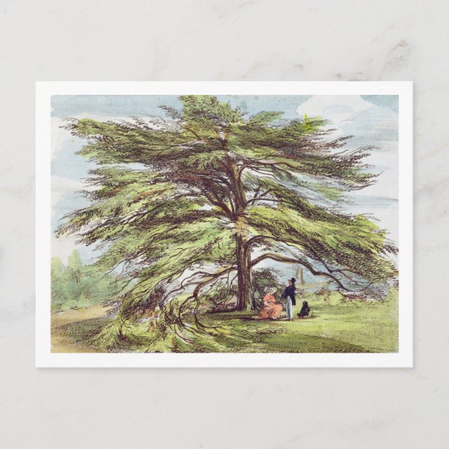 The Lebanon Cedar Tree in the Arboretum, Kew Garde Postcard (Front)