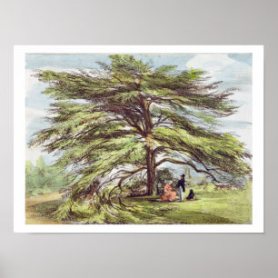 The Lebanon Cedar Tree in the Arboretum, Kew Garde Poster