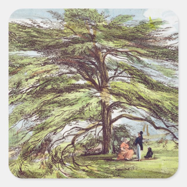 The Lebanon Cedar Tree in the Arboretum, Kew Garde Square Sticker (Front)