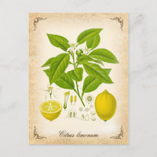 The lemon - vintage illustration postcard