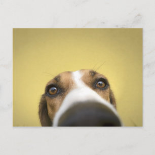 the lens cleaner postcard