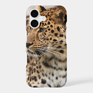 The Leopard