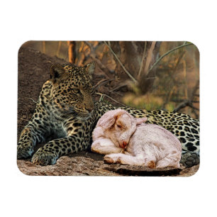 The leopard shall lie down with the lamb-Isaiah 11 Magnet