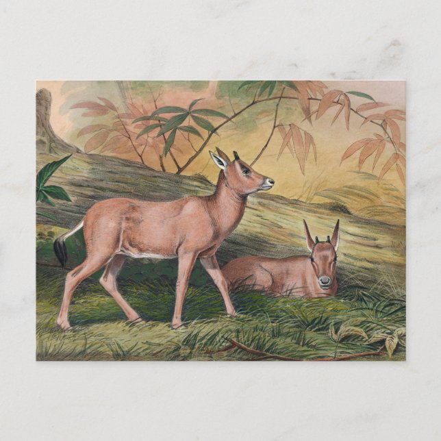 The Leucoryx by Joseph Wolf Postcard (Front)