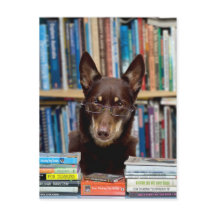 The Librarian