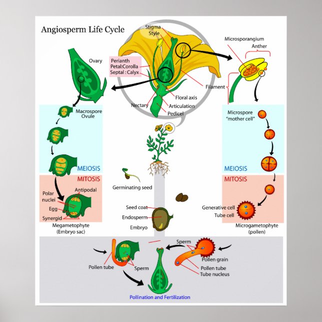The Life Cycle of a Floral Plant Angiosperm Chart (Front)