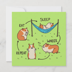 The life cycle of a Guinea Pig