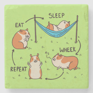The life cycle of a Guinea Pig Stone Coaster