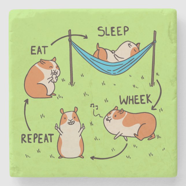 The life cycle of a Guinea Pig Stone Coaster (Front)
