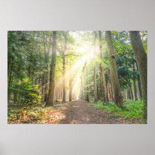 The light from above in the forest poster
