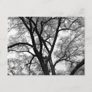 The Limbs of Nature Postcard