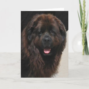 The Linderhof Newfie Card