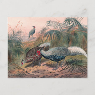 The Lineated Pheasant by Joseph Wolf Postcard