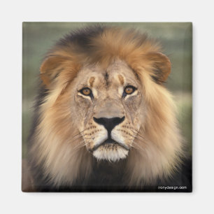 The Lion Magnet