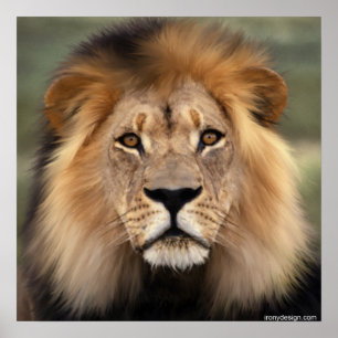 The Lion Poster