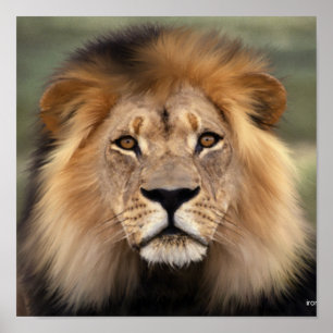The Lion Poster