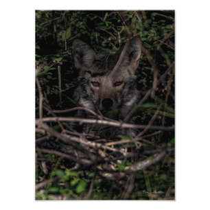 The Little One's Mum  Guemes Island Photo Print