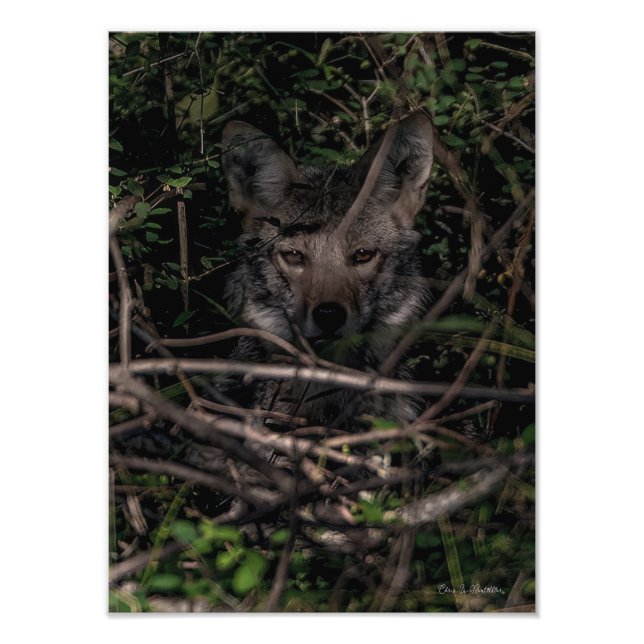 The Little One's Mum  Guemes Island Photo Print (Front)