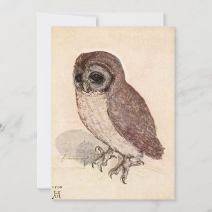 The Little Owl   Albrecht Dürer