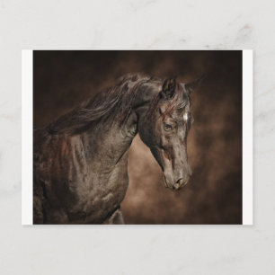 The lone stallion postcard