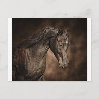 The lone stallion postcard