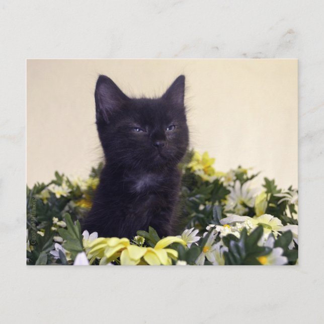 "The Look" Black Kitten Postcard (Front)