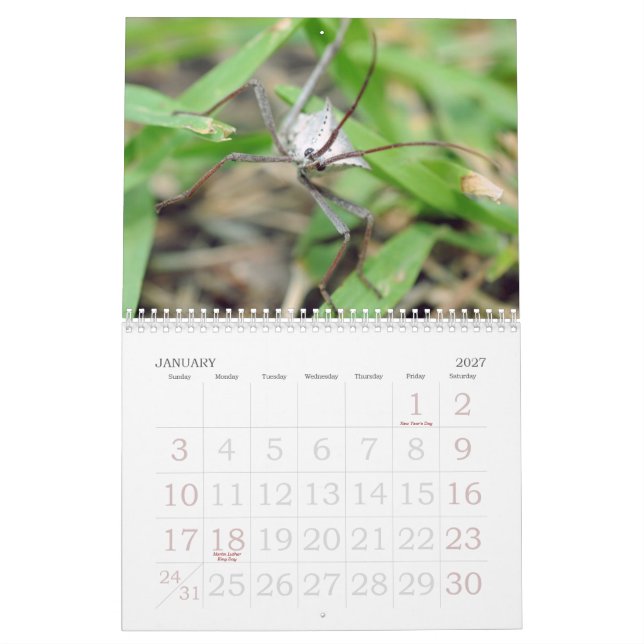 The Love of Bugs Calendar (Jan 2027)