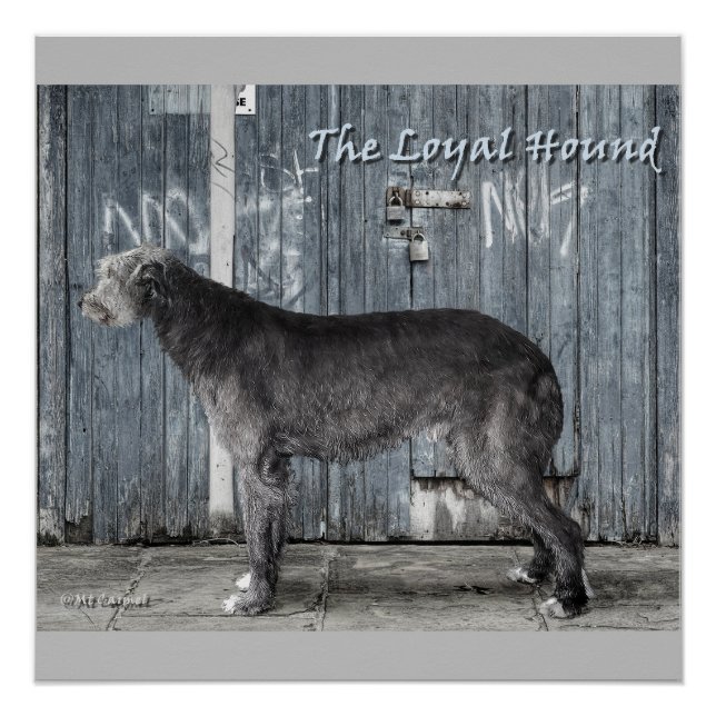 The Loyal Hound  Poster (Front)